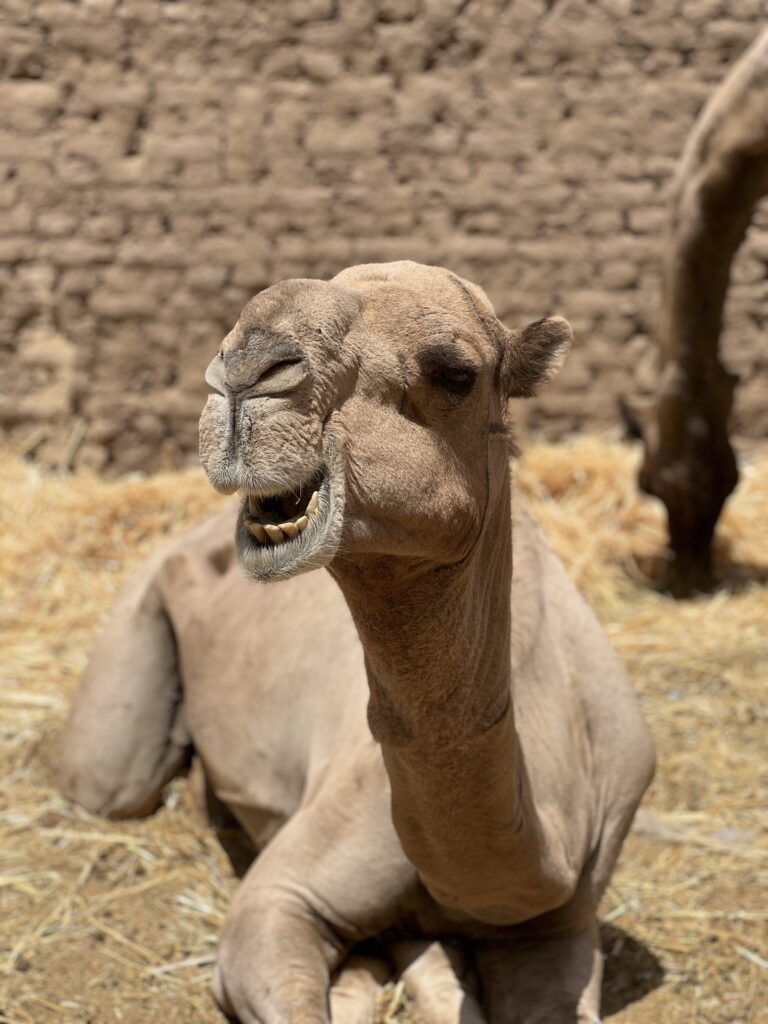 Daraw Camel Market